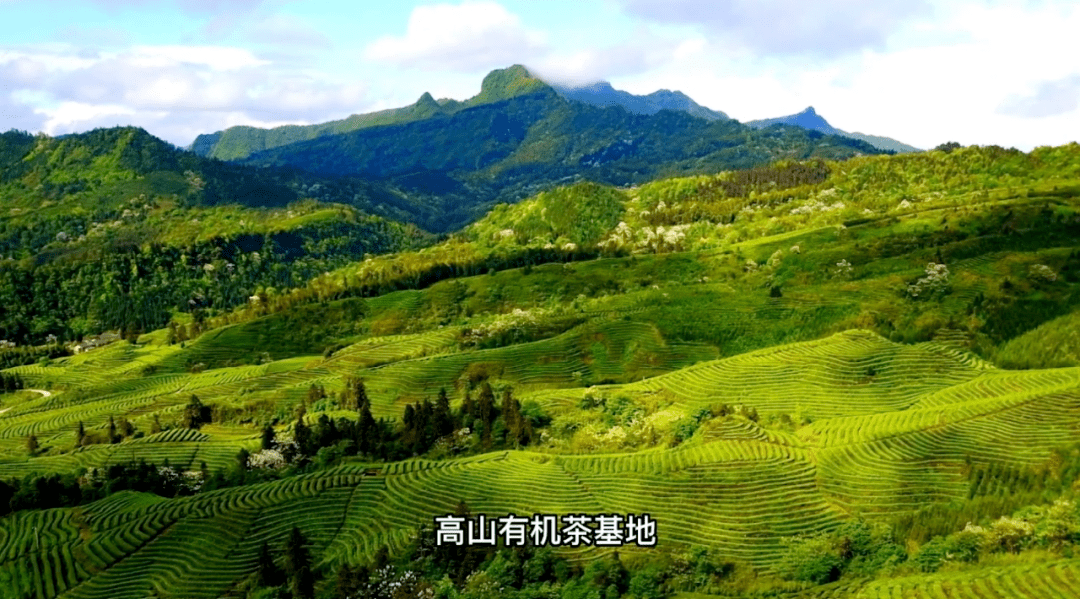 宝藏四川，慢慢品噻——带你沉浸式品味川茶文化